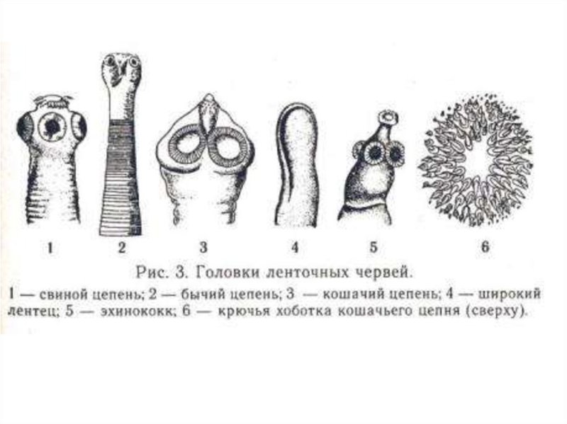 Строение сколекса цестод