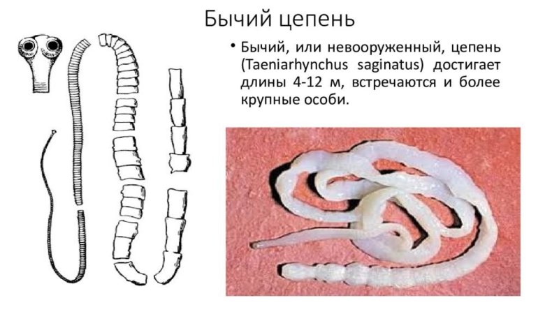 Ленточные черви свиной цепень