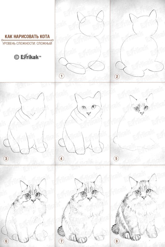 Рисунки кошек карандашом для начинающих