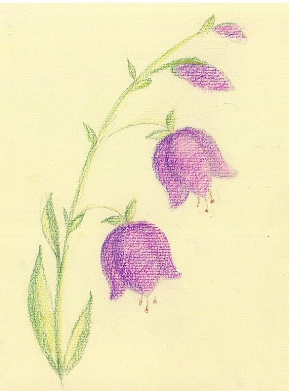Зарисовки цветов