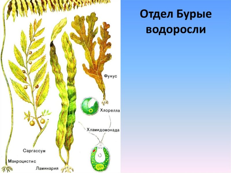 Представители бурых водорослей 6 класс биология