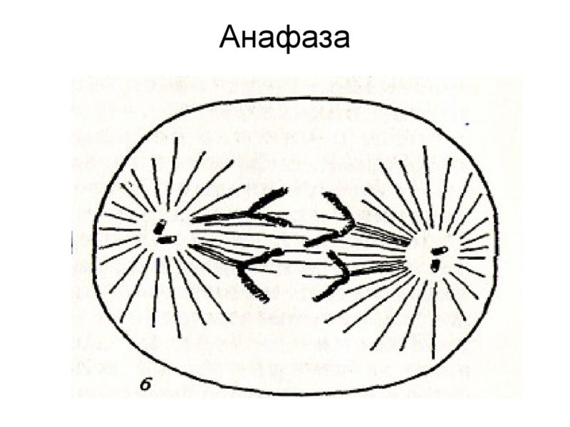 Анафаза 1