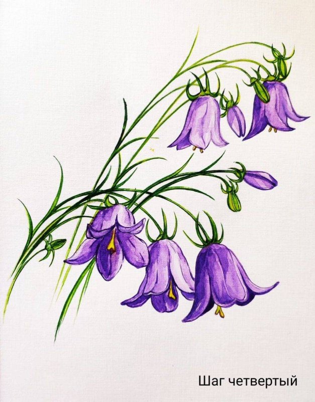 Колокольчик рисунок