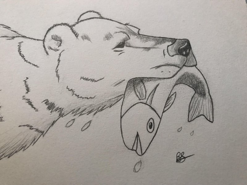 Медведь рисунок карандашом