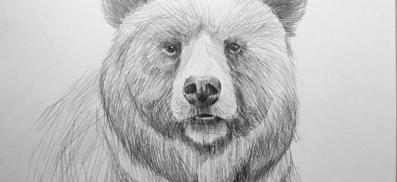 Медведь рисунок простой