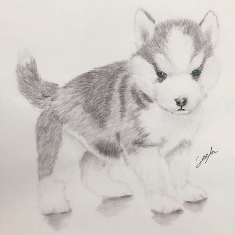 Рисунки собак хаски