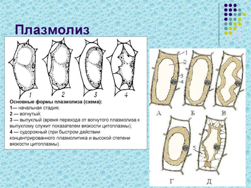 Тургор плазмолиз деплазмолиз