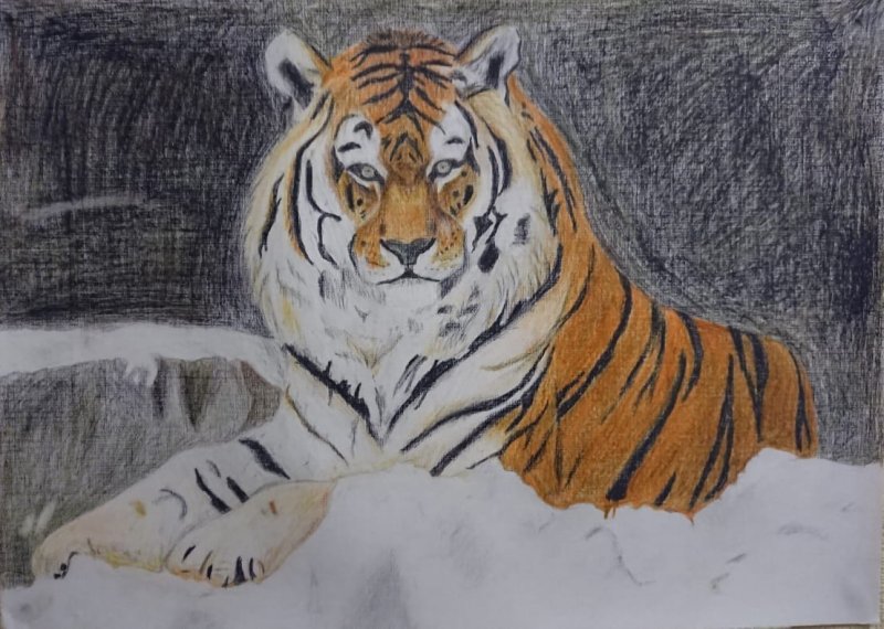 Рисунок тигра карандашом