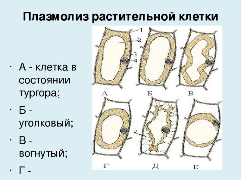 Клеточная мембрана плазмолиз
