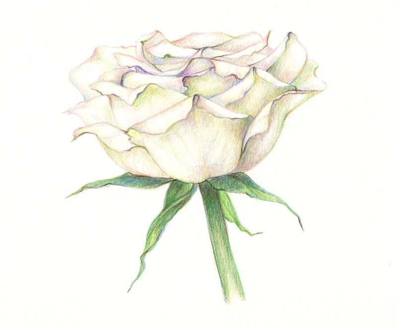 Роза рисунок