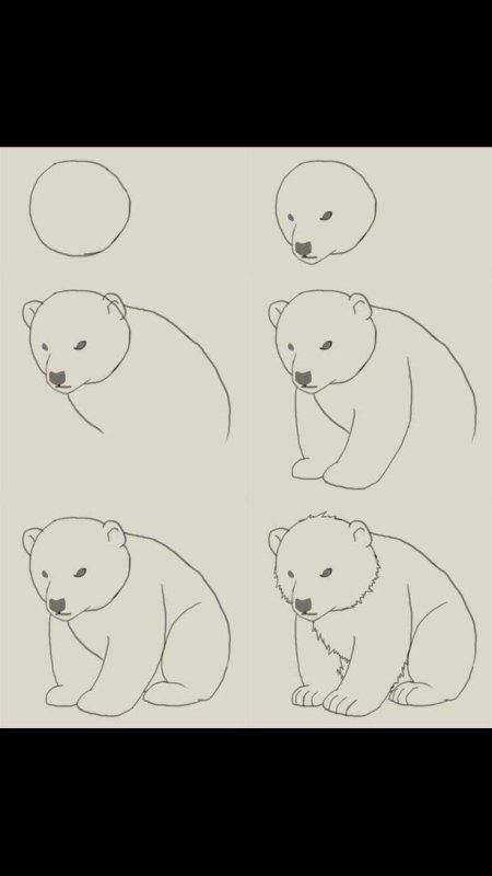 Медведь рисунок