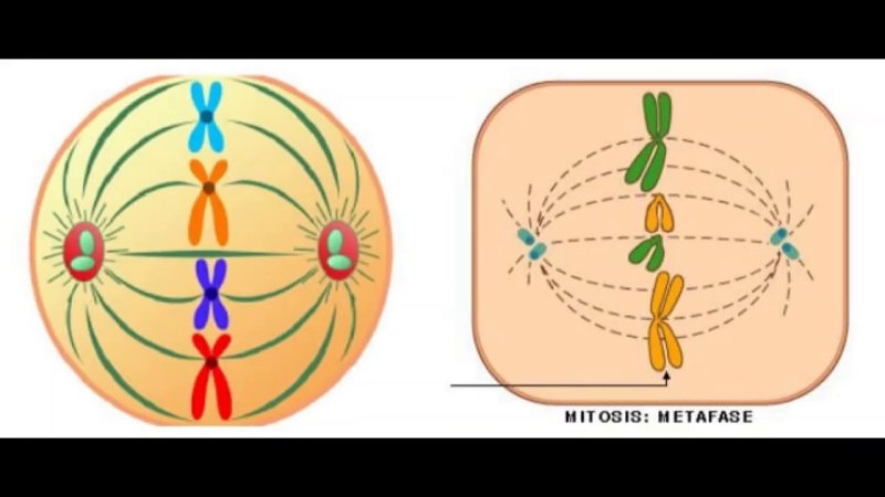 Funny Mitosis