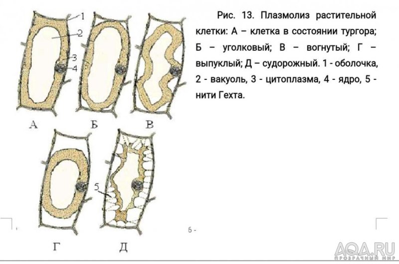 Плазмолиз