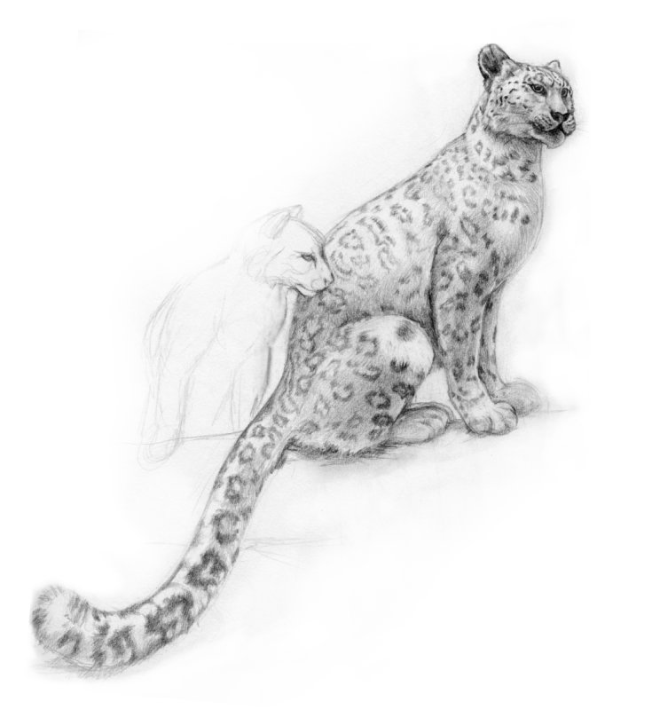 ирбис снежный барс срисовки