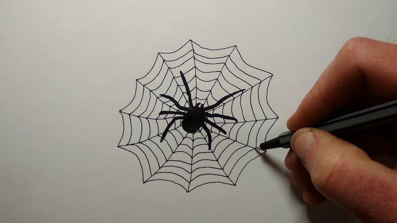 Паутина рисунок карандашом