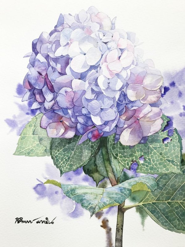 Гортензия Незабудка