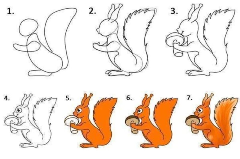 Рисунок белки для срисовки