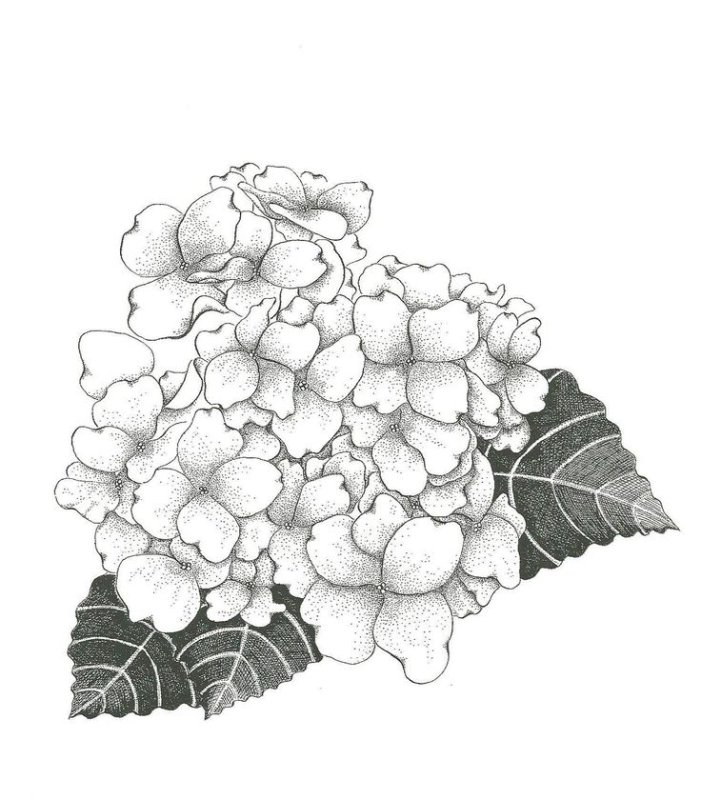 Гортензия скетчинг