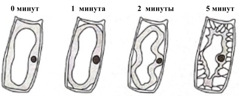 Плазмолиз растительной клетки