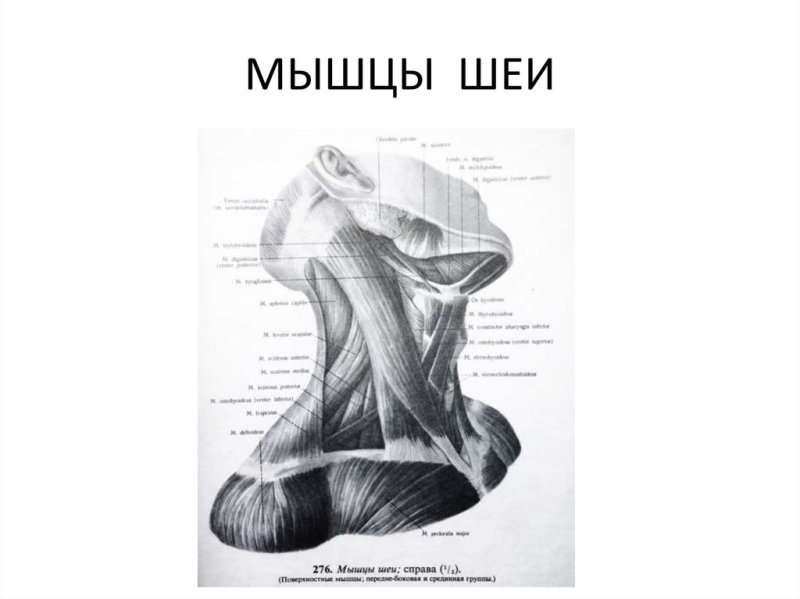 Мышцы шеи