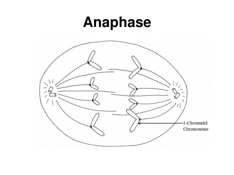 Анафаза 4n4c рисунок