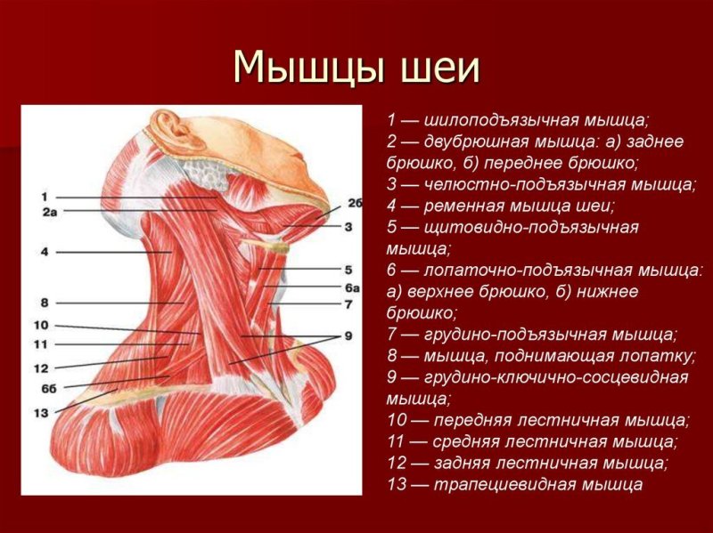Мышцы шеи спереди анатомия