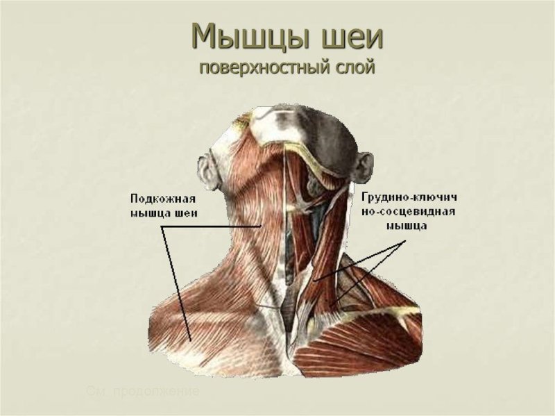 Мышцы шеи сбоку анатомия