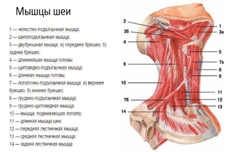 Строение шеи анатомия сзади
