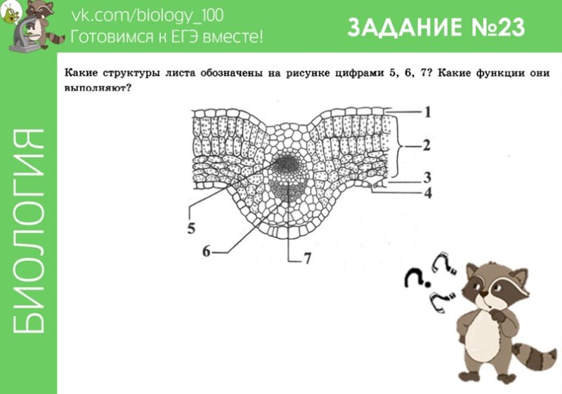 Задания по биологии с рисунками