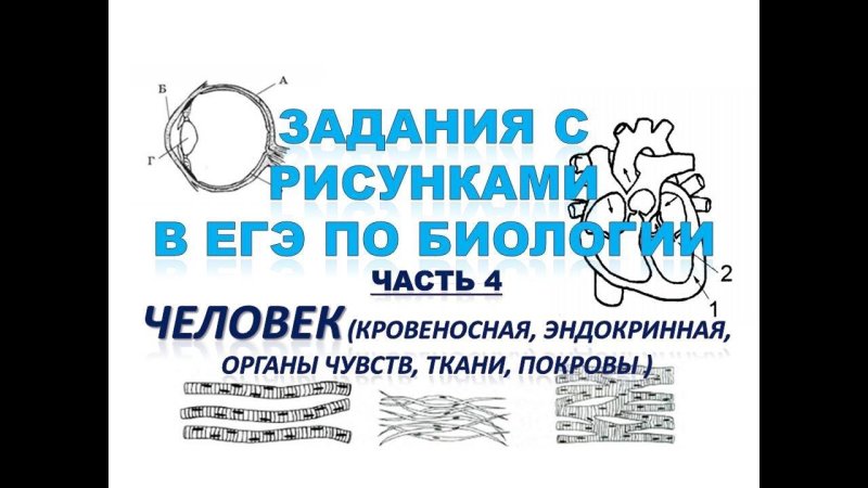 Вторая часть ЕГЭ по биологии