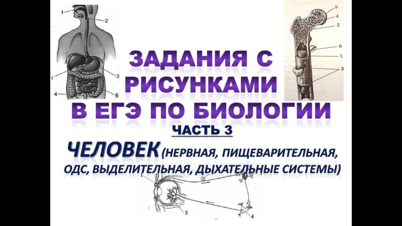 Системы человека ЕГЭ