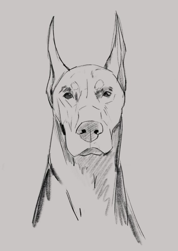 Доберман морда рисунок