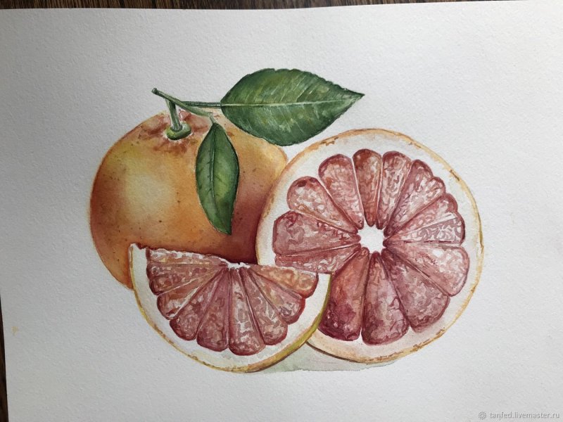 Нарисовать грейпфрут акварелью