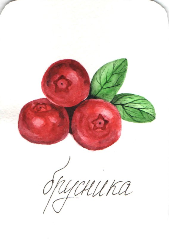 Брусника картинка для детей