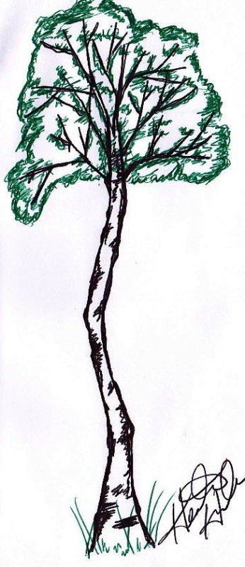 Рисование березы