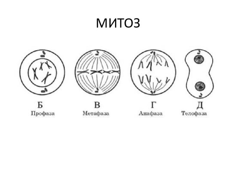 Фазы митоза схема