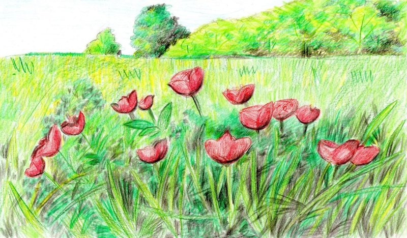 Степь рисунок карандашом