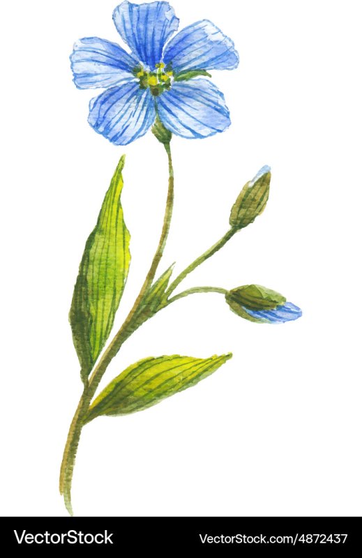 Лен рисовать
