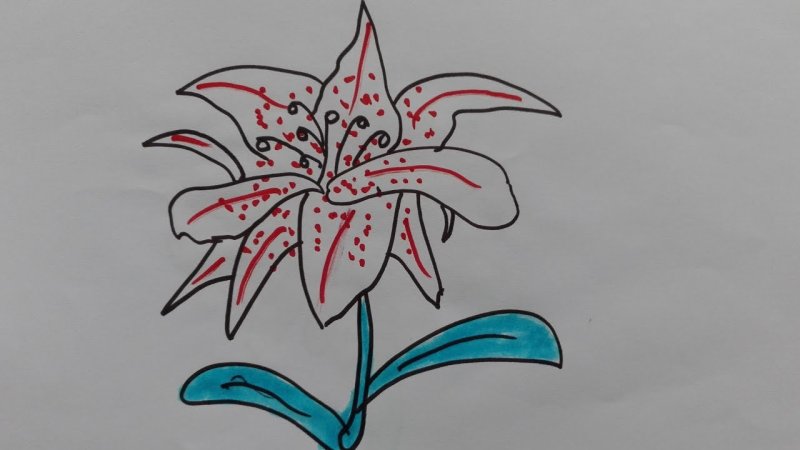 Лилия рисунок карандашом