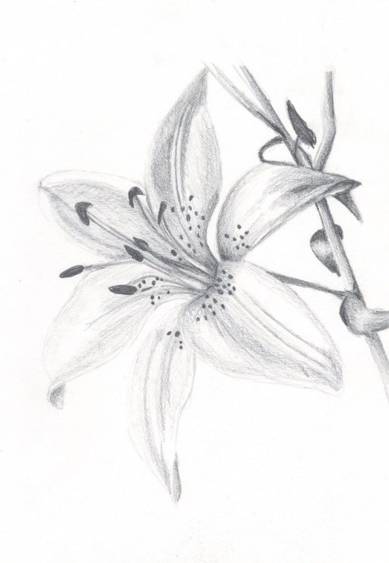 Лилия рисунок карандашом