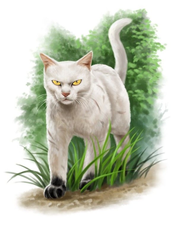 Чёрно звёзд коты Воители