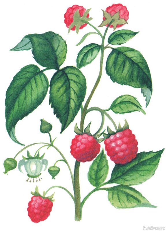 Кустарник малина рисунок
