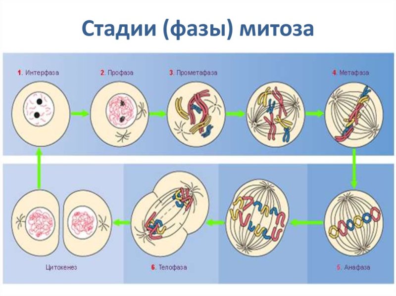 Фазы митоза схема