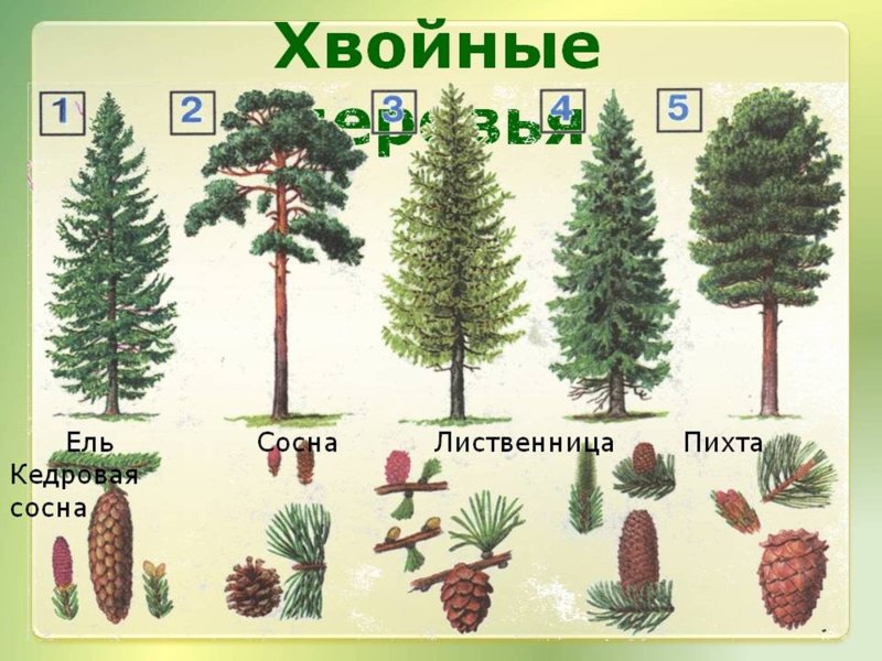 Ель пихта кедр лиственница