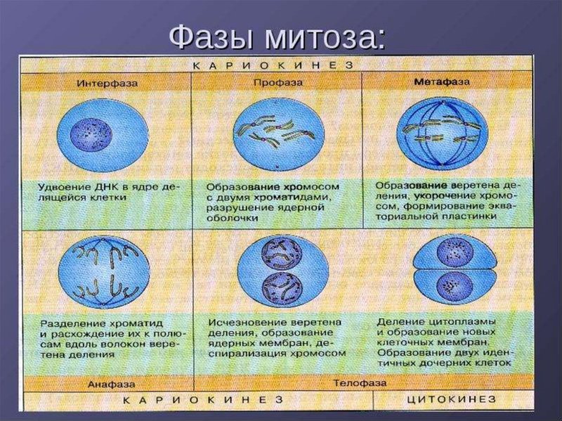 Митоз фазы и процессы таблица