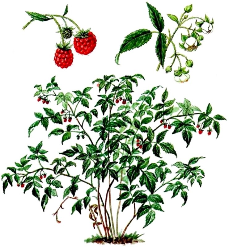 Кустарник шиповник малина