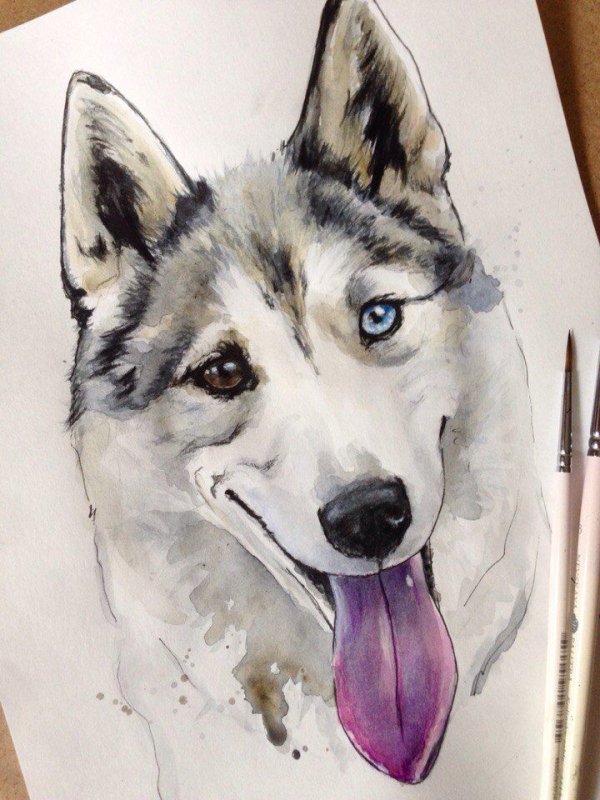 хаски акварелью