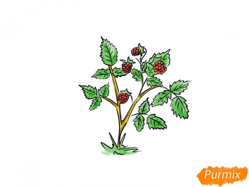 Куст малины рисунок для детей