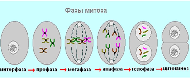 Интерфаза рисунок