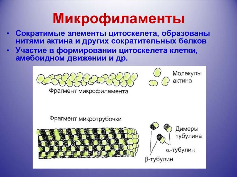 Цитоскелет актиновые микрофиламенты